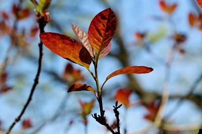 Cotinus coggygria 'Royal Purple' - ruj vlasatá - jarní listy
